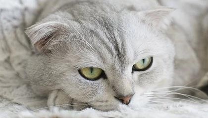 世界杯预选赛下载-疲劳导致队员并非最佳 国安失望：我们的机会更多